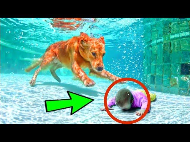 10 حيوانات أنقذت حياة أصحابها بشكل لا يصدق