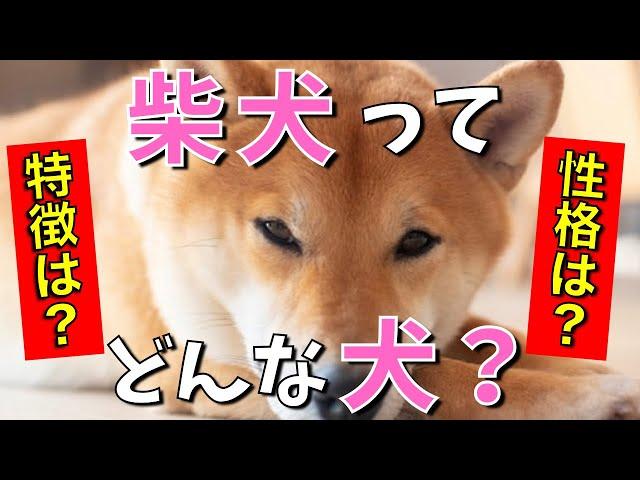 【徹底解説】現役ペットショップ店長が柴犬の特徴・性格・飼いやすさなどを分かりやすく解説！