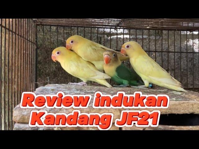 Jenis jenis indukan lovebird di kandang ternak JF21