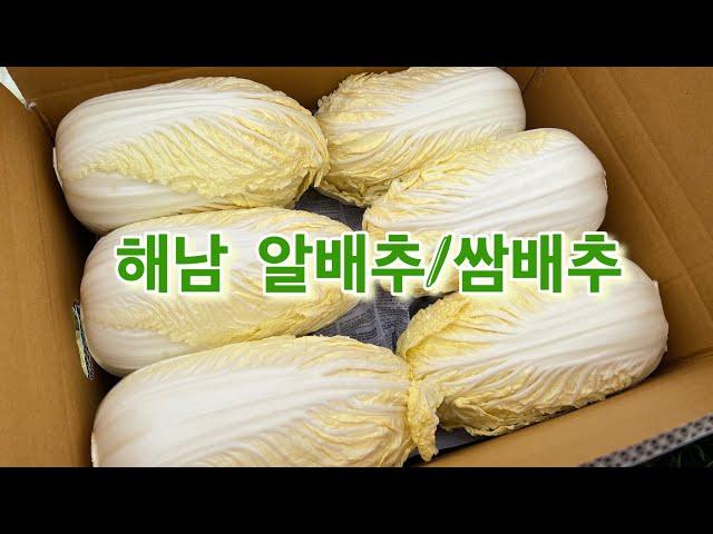 쌈배추 작업 흙철이네 쌈배추 (12포기 15000원)