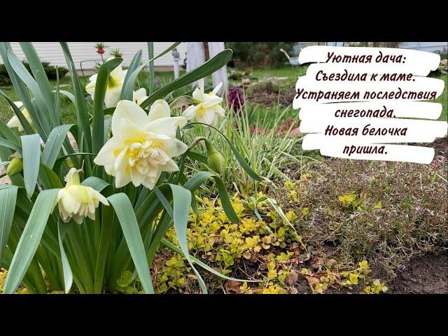 Уютная дача: Съездила к маме. Устраняем последствия снегопада. Новая белочка пришла.