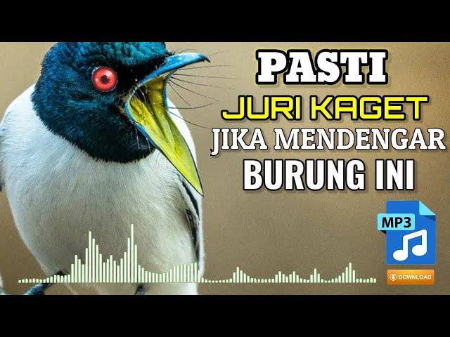 BURUNG SERAM BERSUARA KASAR PANJANG ROLL TEMBAK Masteran Murai Batu, Cendet, Kacer, Cucak Ijo