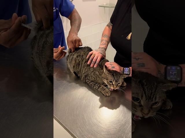 Grumpy cat gets vaccinated  #shorts #cat #vet