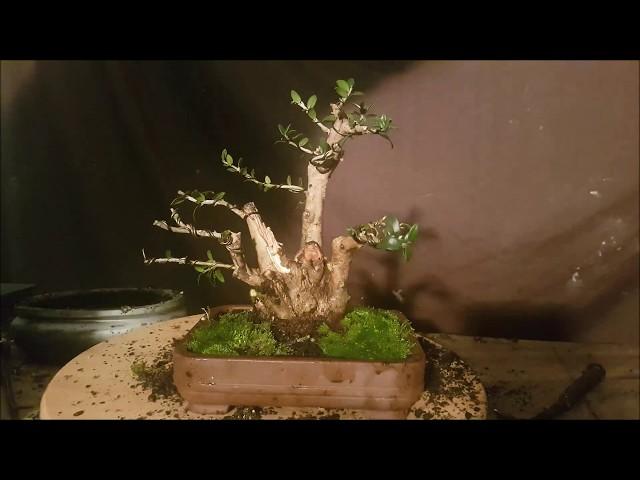 How to bonsai,  Aussie bonsai bloke. Olive first styling and setting the structure