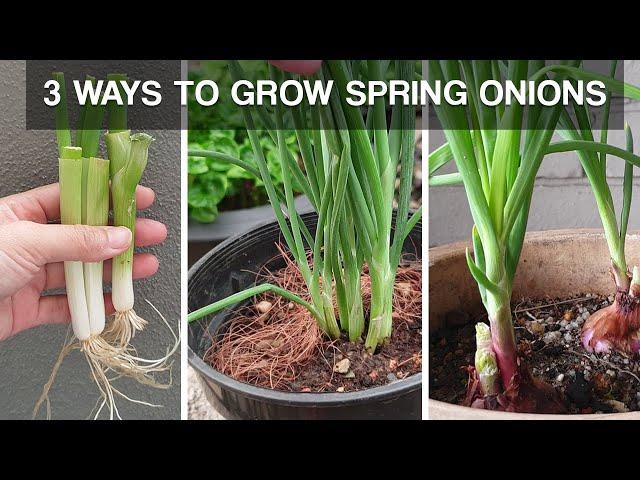 THREE WAYS TO GROW SPRING ONIONS | how to grow spring onions at home
