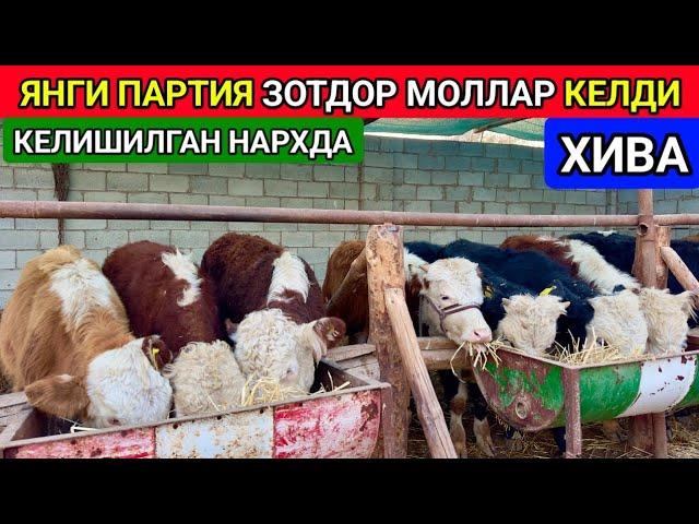 ЯНГИ ПАРТИЯ ЗОТДОР МОЛЛАР СОТИЛАДИ ХОРАЗМ ХИВА 21-ноября 2024 г.