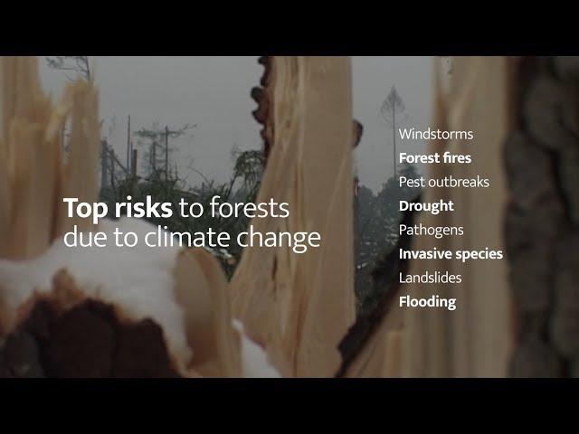 European Forests and Climate Change