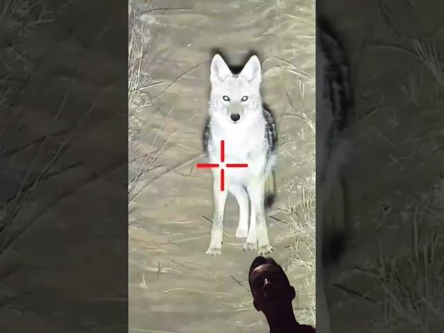 لن تصدق هذا القناص يصطاد الذئاب