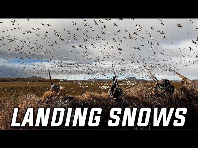 Landing Thousands of Snow Geese!