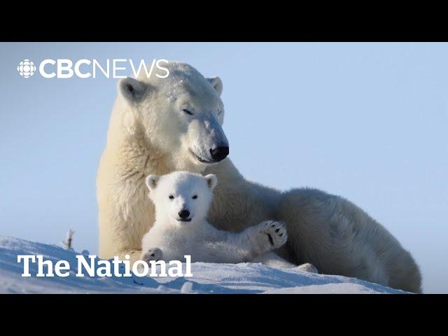 #TheMoment a Manitoba tour guide filmed a polar bear family video