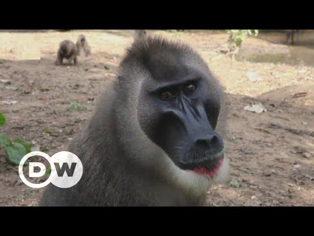 Life on Drill Ranch | DW English