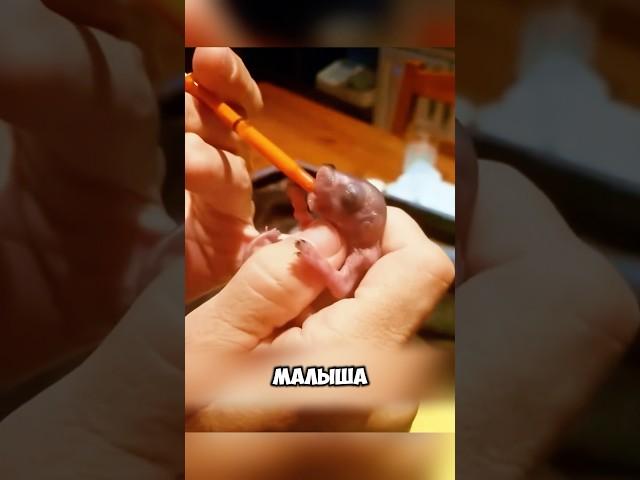 Белка попросила помощи у женщины ️ #милыеживотные #животные
