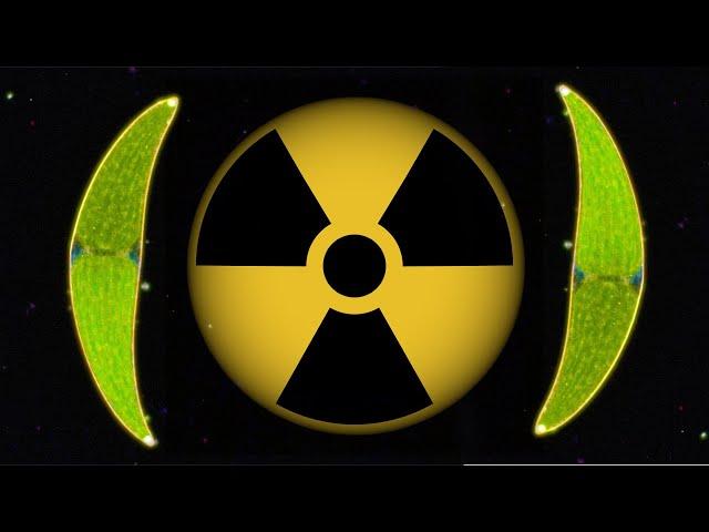 Radioactive Algae? Using dancing crystals to clean up nuclear waste?!