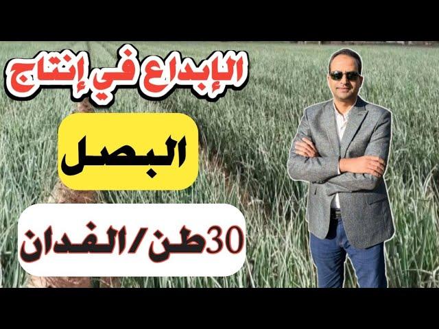 برنامج زراعة البصل بالتفصيل خطوة بخطوة | الزراعة / الري /الحشائش/التسميد/ المكافحة /رش المغذيات