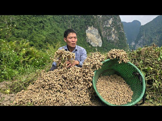 Harvesting Peanut Goes to market sell - Processing Peanuts To Eat | Solo Survival