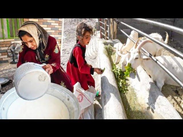 Single mother's initiative: Modern goat milking shed/farm