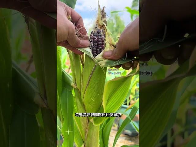自从种菜上瘾后，日子每天变得更充实快乐，心情更美丽舒畅了#我的小菜园 #记录我的种植生活