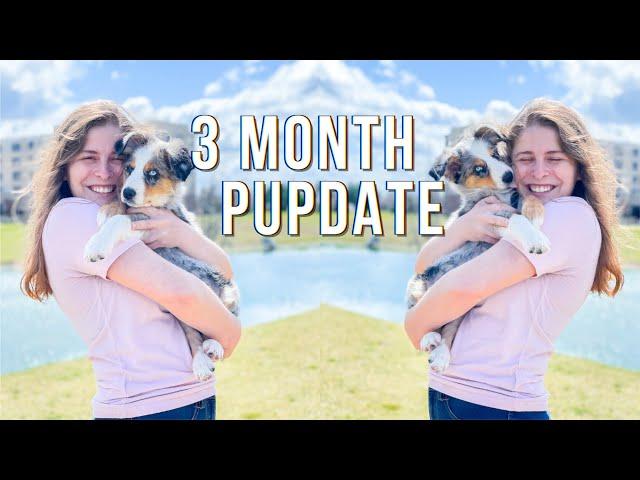 A Day in the Life of My 3 Month Old Australian Shepherd | 3 Month Old Pupdate | 3 month puppy update