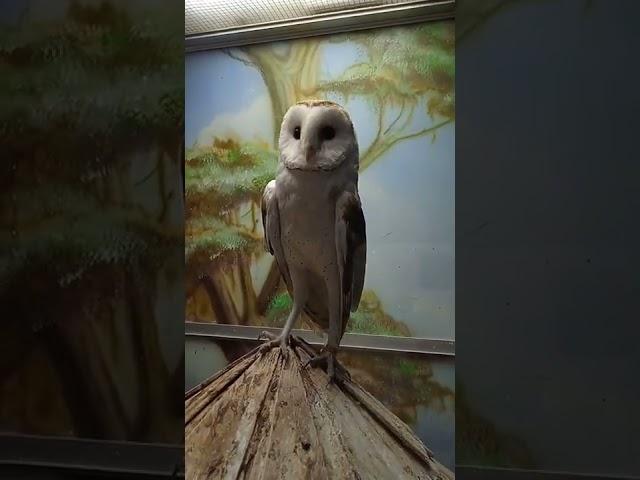 Совы бывают такие милые