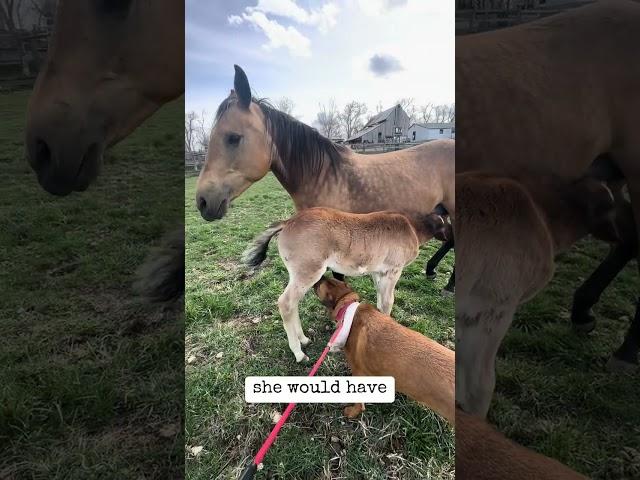 Rescue dog gets to meet the new baby horse!