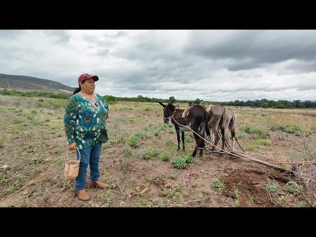 "EL INDIO DE LA MONTAÑA" ya comenzó a SEMBRAR; también conocimos a HORTENCIA, su AYUDANTE!!