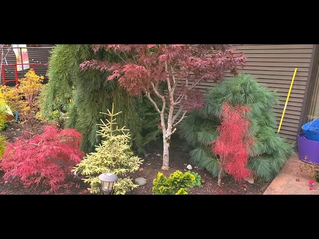 Japanese Maple trees - Charlie Morgan's Amazing Maples & Crazy conifers