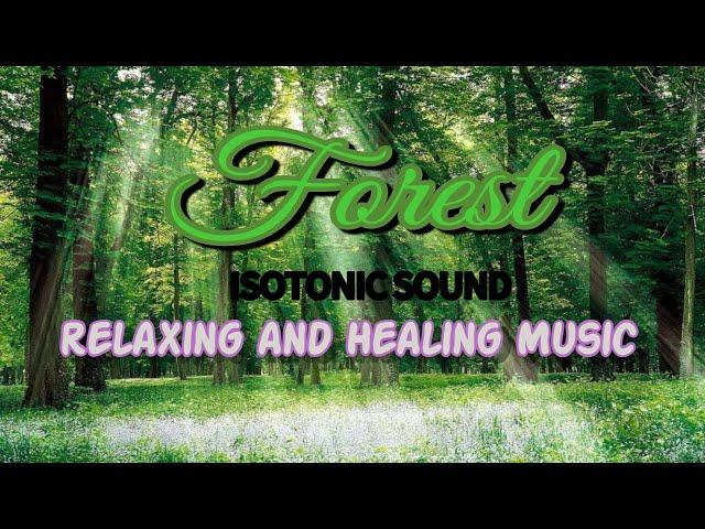 [힐뮤] Forest - Isotonic Sound(Meditation & Healing Music/명상음악/ 힐링음악/ 수면음악/ 숲속음악/ 차안(카페)에서 듣기 좋은 음악