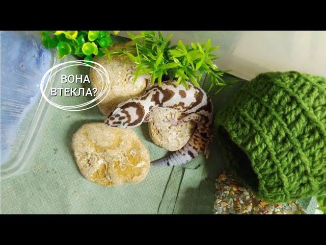 намелака втекла?| ми змогли її знайти?| треш історія