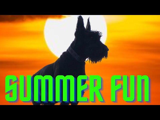 Fun with the Terriers Another Day in the Sun | Thorpeman | Dog Walks