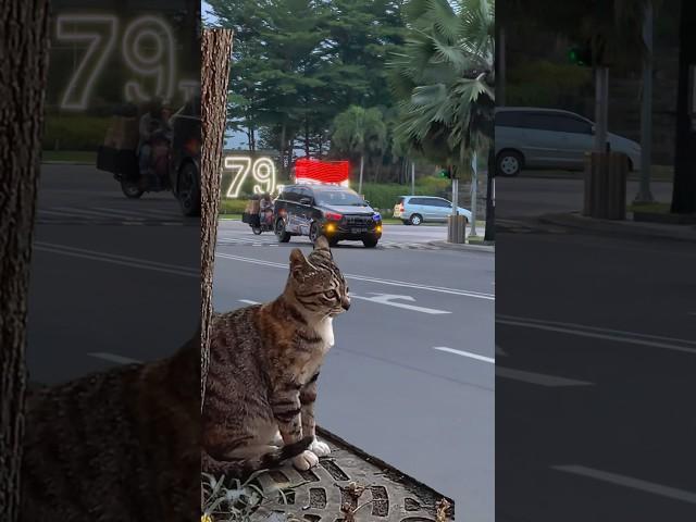 KUCING PUN KAGET KALO INNOVA REBORN HITAM LEWAT  #innovareborn #kokoinagaragemedan