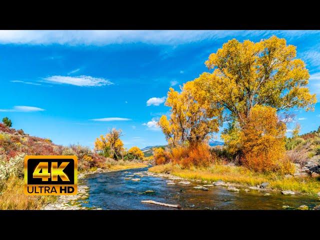 Autumn in Colorado - Colorado's best Aspen Viewing. 4K