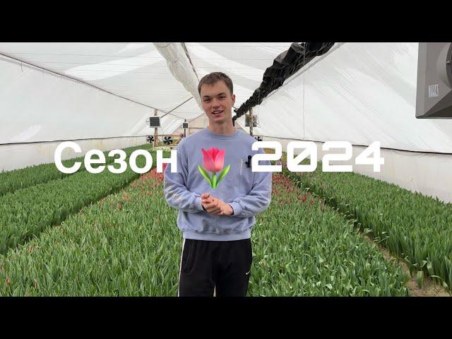 Выгонка тюльпанов к 8 марта | Тюльпаны оптом Беларусь | Как заработать на выращивании цветов