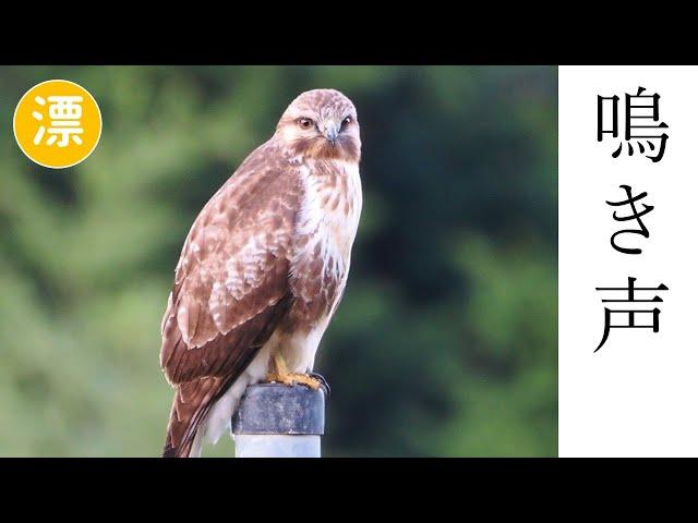 【解説】ノスリの鳴き声