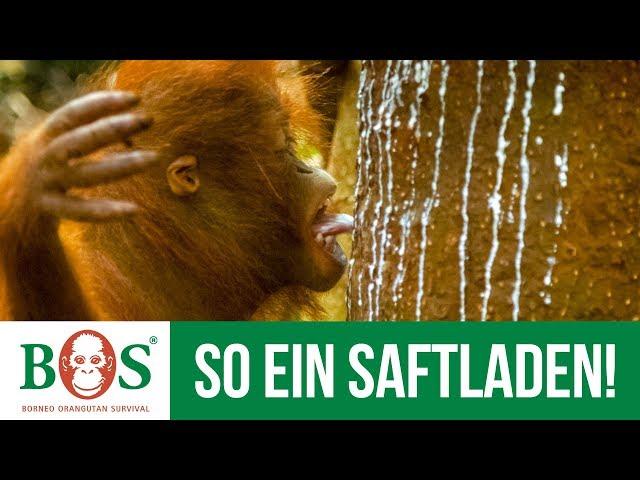 So ein Saftladen | BOS | orangutan.de