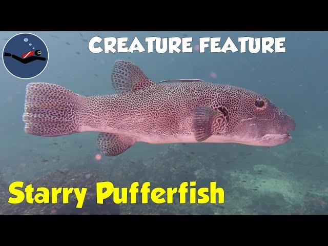 Starry Pufferfish at Surin Islands, Thailand