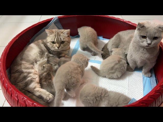 Munchkin cats take turns taking care of 2 cubs.