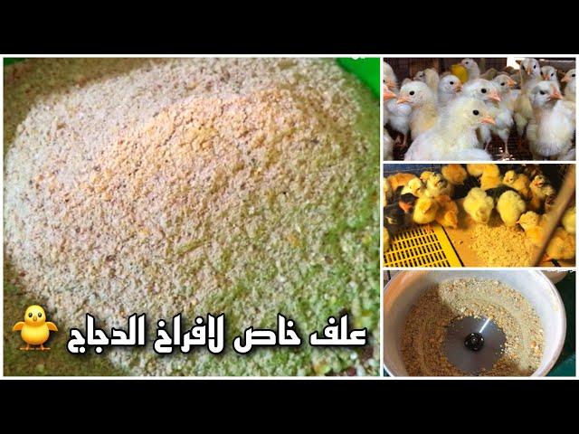 علف لافراخ الدجاج رخيص وجيد جدا