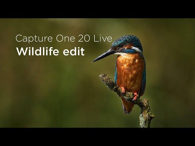 Capture One 20 | Quick Live : Wildlife edit