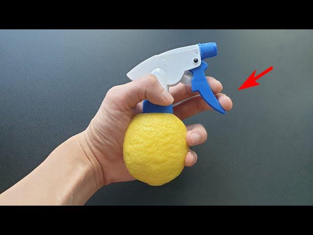 우리가 몰랐던 신기한 레몬 활용법 3가지 lemon