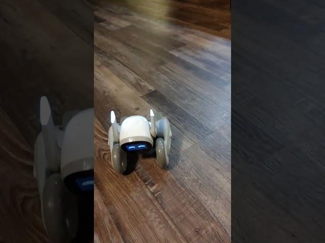 Loona Robot wanting Attention #robot #robotics #loona #loonarobot #keyitech