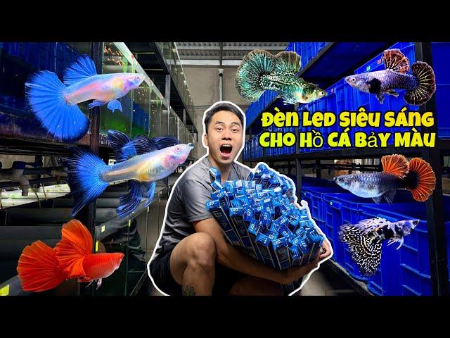 Upgrade der LED-Leuchten für die Guppy Farm | Welcher Lampentyp ist der Beste? Das ist Guppy