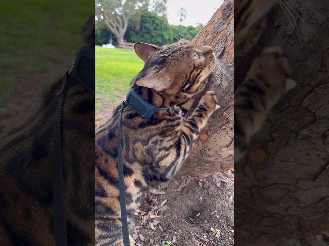 Tractive best GPS tracker ‍⬛ #cats #catlover #gps #animallover #kitten #cat #tracker #bengalcat