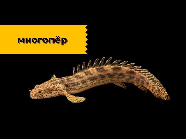 Многоперы - рыбы-драконы! Наталья Носова.