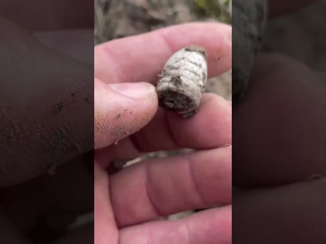 Unearthing a Bullet from the Civil War #metaldetecting #detectinghistory #detecting #relic #civilwar