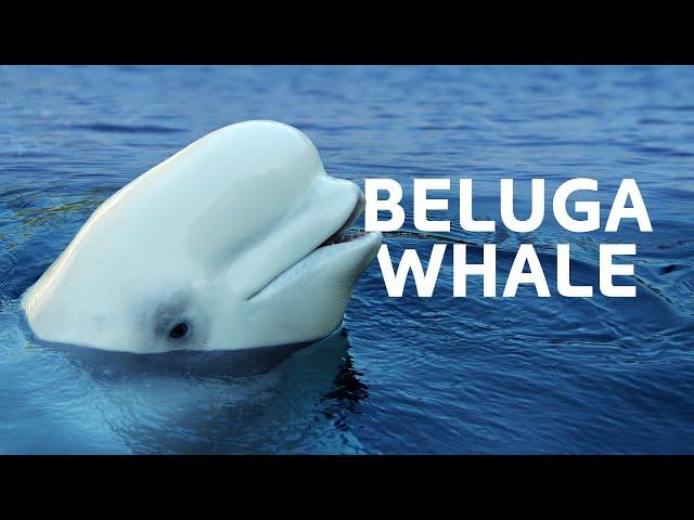 The Endangered Beluga Whale Struggling To Survive In Canada's Oceans | Wildlife Documentary