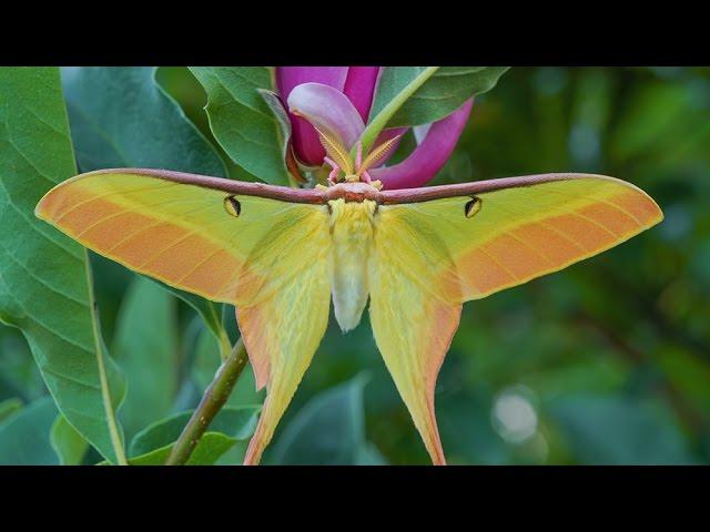 Actias dubernardi