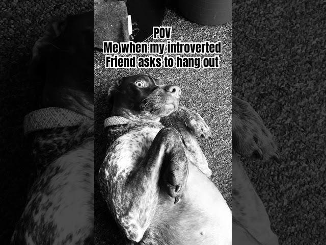 My first video #relatable  #fypシ゚viral #fyp  #dogs #slay #funny #fun #firstshortvideo #firstvideo