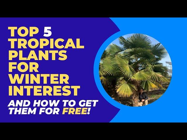 Top 5 plants to give your tropical garden winter interest (and how to get them for FREE!)