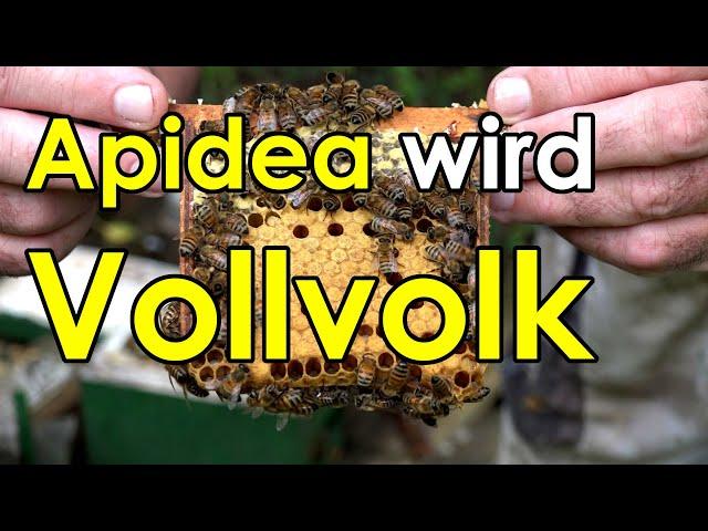 Bienen-Hilfe: wie wird ein Apidea Begattungsvölkchen zum Wintervolk?