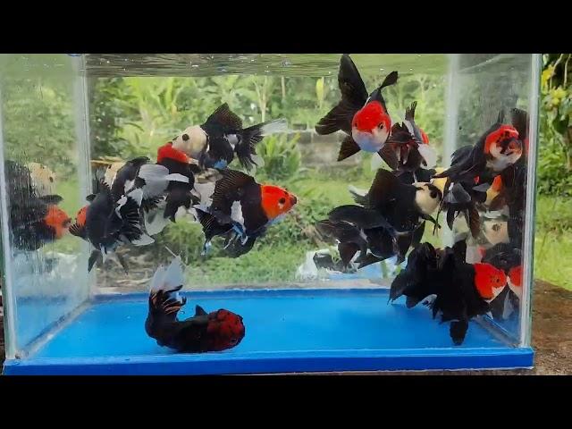 koki oranda panda & tancho asli Tulungagung